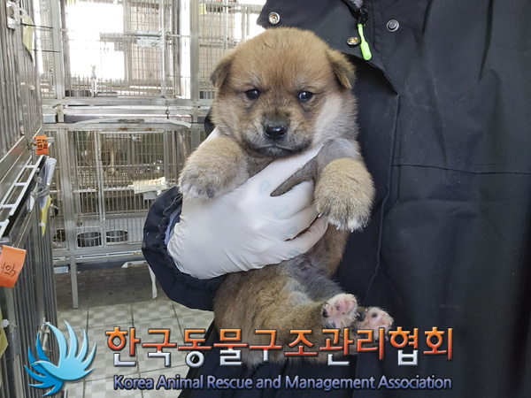 한국동물구조관리협회_441406202402081